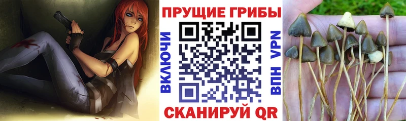 Купить где  Гурьевск  Псилоцибиновые грибы мухоморы 